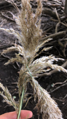 Calamagrostis epigejos