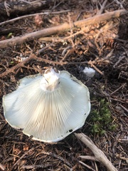 Russula delica