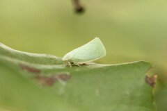 Flatormenis proxima