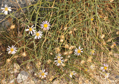 Erigeron breweri