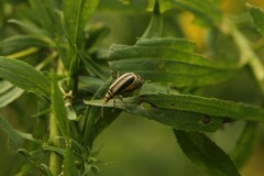 Trirhabda canadensis