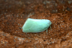 Flatormenis proxima