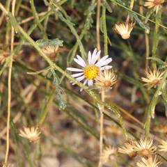 Erigeron breweri
