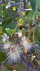 Syzygium