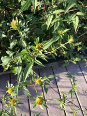 Bidens vulgata
