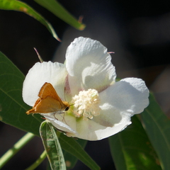 Copaeodes aurantiaca