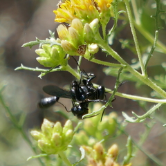 Sphecidae
