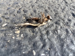 Gryllodes sigillatus