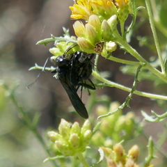 Sphecidae