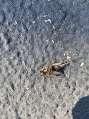 Gryllodes sigillatus