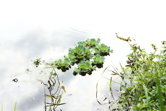 Pistia stratiotes