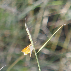 Copaeodes aurantiaca