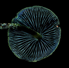 Psilocybe subtropicalis