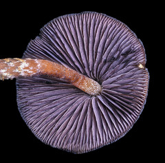 Psilocybe subtropicalis