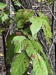 Cephalanthus occidentalis