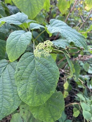 Hydrangea arborescens