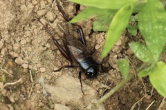 Gryllus pennsylvanicus