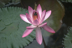 Nymphaea rubra