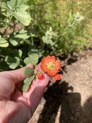 Sphaeralcea parvifolia