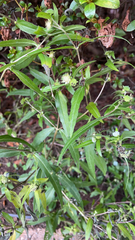 Eclipta prostrata