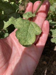 Sphaeralcea parvifolia