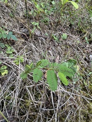 Chamaecrista nictitans