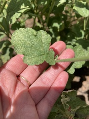 Sphaeralcea parvifolia