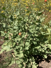 Sphaeralcea parvifolia