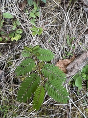 Chamaecrista nictitans