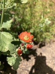 Sphaeralcea parvifolia
