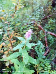 Spiraea douglasii