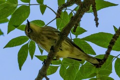 Setophaga coronata auduboni
