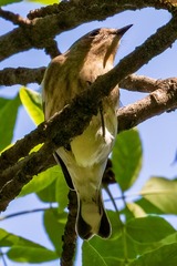Setophaga coronata auduboni