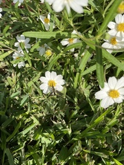 Lepidophora lepidocera