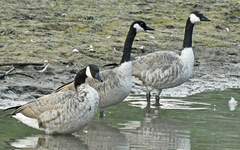 Branta canadensis maxima