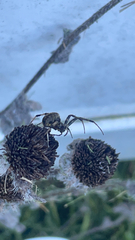 Latrodectus geometricus