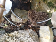 Erinaceus