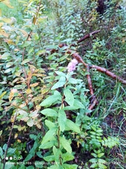 Spiraea douglasii