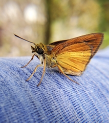 Euphyes dukesi calhouni