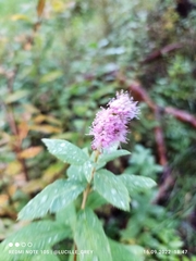 Spiraea douglasii