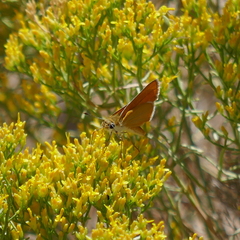 Copaeodes aurantiaca