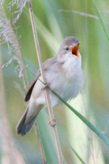 Acrocephalus palustris