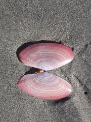 Gari lineolata