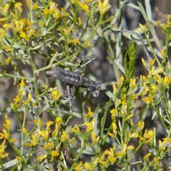 Litaneutria ocularis