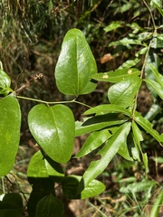 Smilax smallii