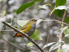 Euphonia pectoralis