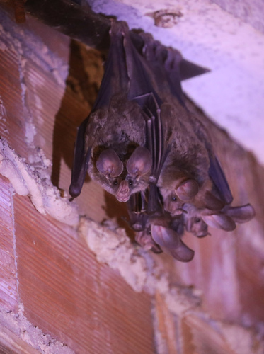 Big-eared Woolly Bat