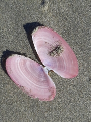 Gari lineolata