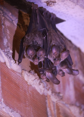 Chrotopterus auritus