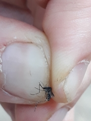 Aedes albopictus